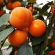 富光果业有限公司  专业供应水果 果树 优质柿树 斤柿
